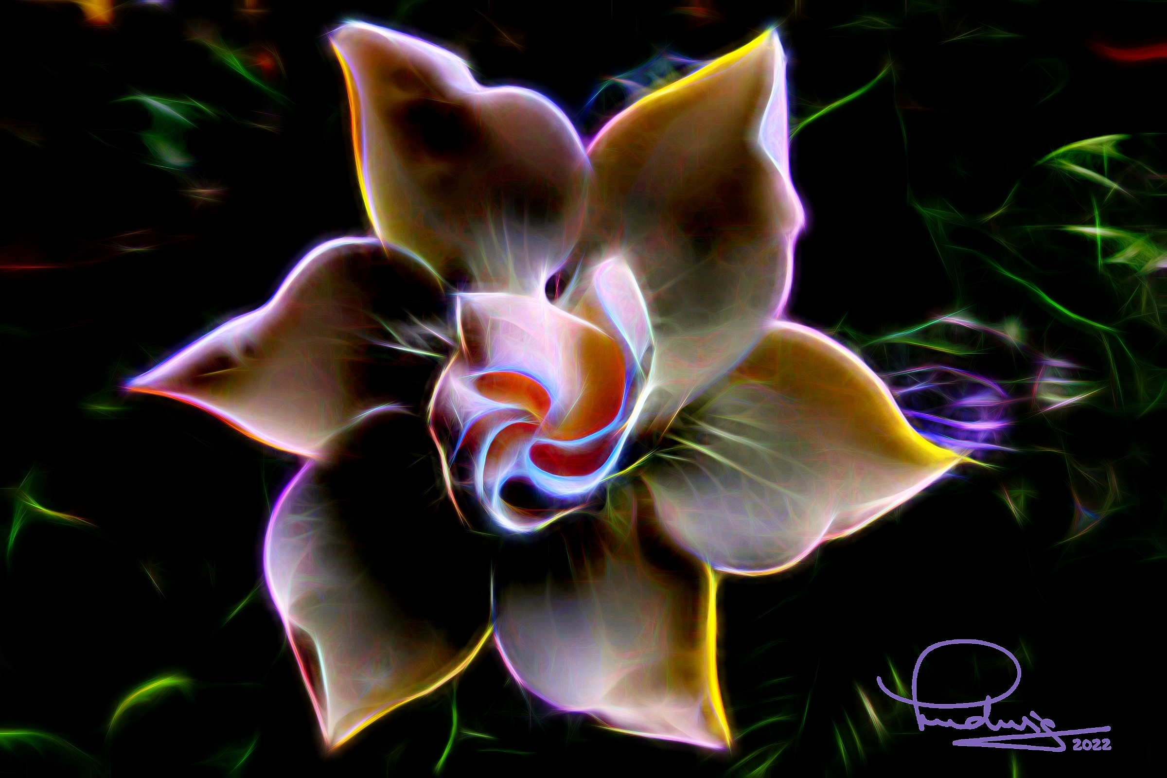 Gardenia Blossom – Dreaming
